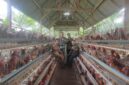 Kepala Desa Rugiono, Babinsa, Serta Direktur Bumdes Rahmat saat meninjau Kandang Ayam Petelur Desa Tanjung Kemenyan