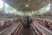 Kepala Desa Rugiono, Babinsa, Serta Direktur Bumdes Rahmat saat meninjau Kandang Ayam Petelur Desa Tanjung Kemenyan
