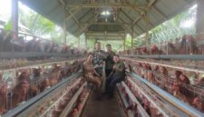 Kepala Desa Rugiono, Babinsa, Serta Direktur Bumdes Rahmat saat meninjau Kandang Ayam Petelur Desa Tanjung Kemenyan