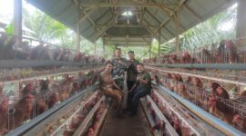 Kepala Desa Rugiono, Babinsa, Serta Direktur Bumdes Rahmat saat meninjau Kandang Ayam Petelur Desa Tanjung Kemenyan