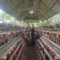 Kepala Desa Rugiono, Babinsa, Serta Direktur Bumdes Rahmat saat meninjau Kandang Ayam Petelur Desa Tanjung Kemenyan